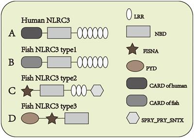 Negative regulator NLRC3: Its potential role and regulatory mechanism in immune response and immune-related diseases